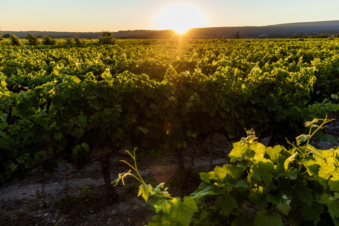 Kad je riječ o vinima, jedno se mjesto u Istri posebno ističe – evo zašto