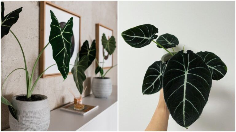 alocasia-black-velvet-naslovna