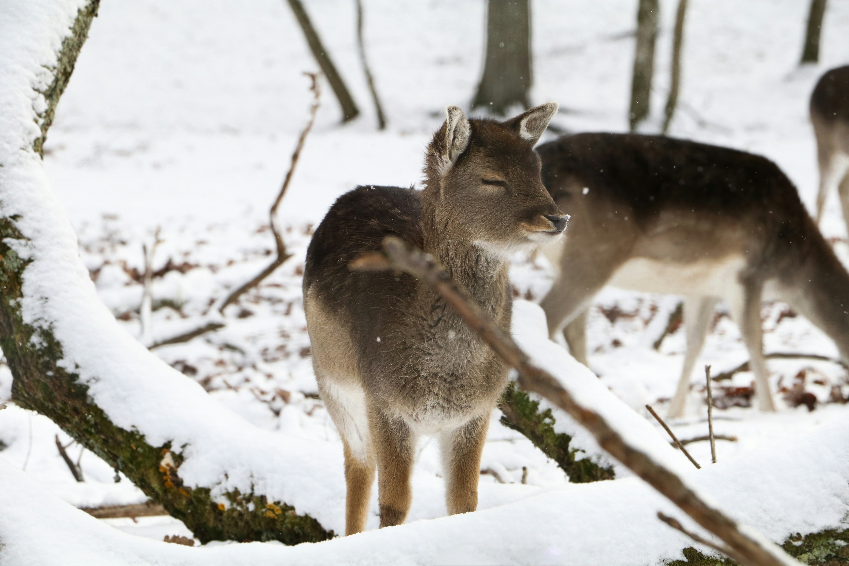 Dolina Jelena prekrivena gustim snijegom djeluje nestvarno