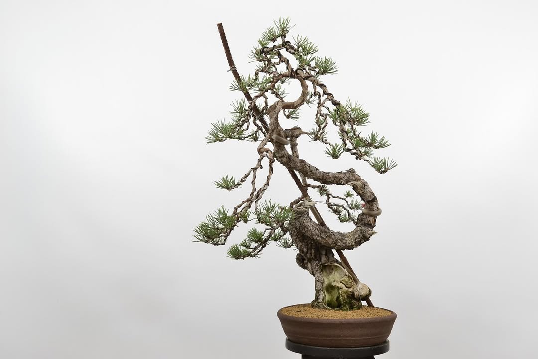 Bonsai drvo simbolizira smirenje i harmoniju – idealno za godinu pred nama