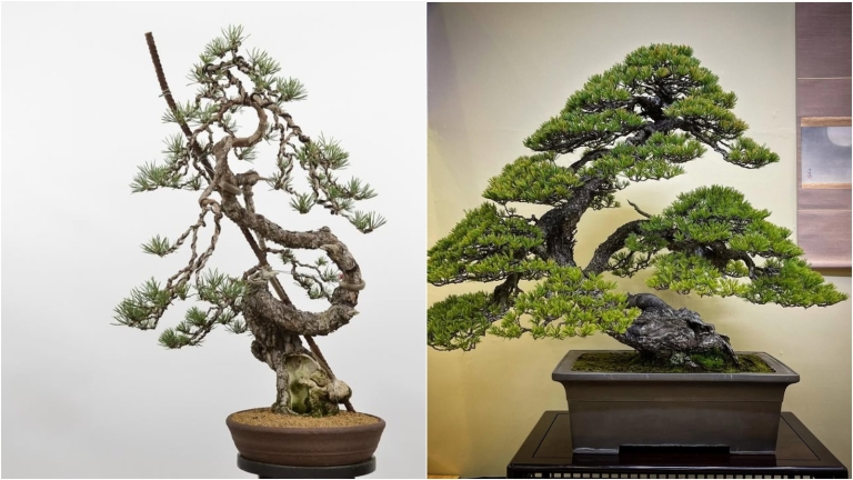 bonsai-naslovna