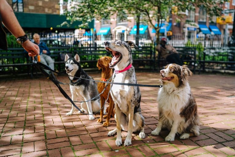 bark-park