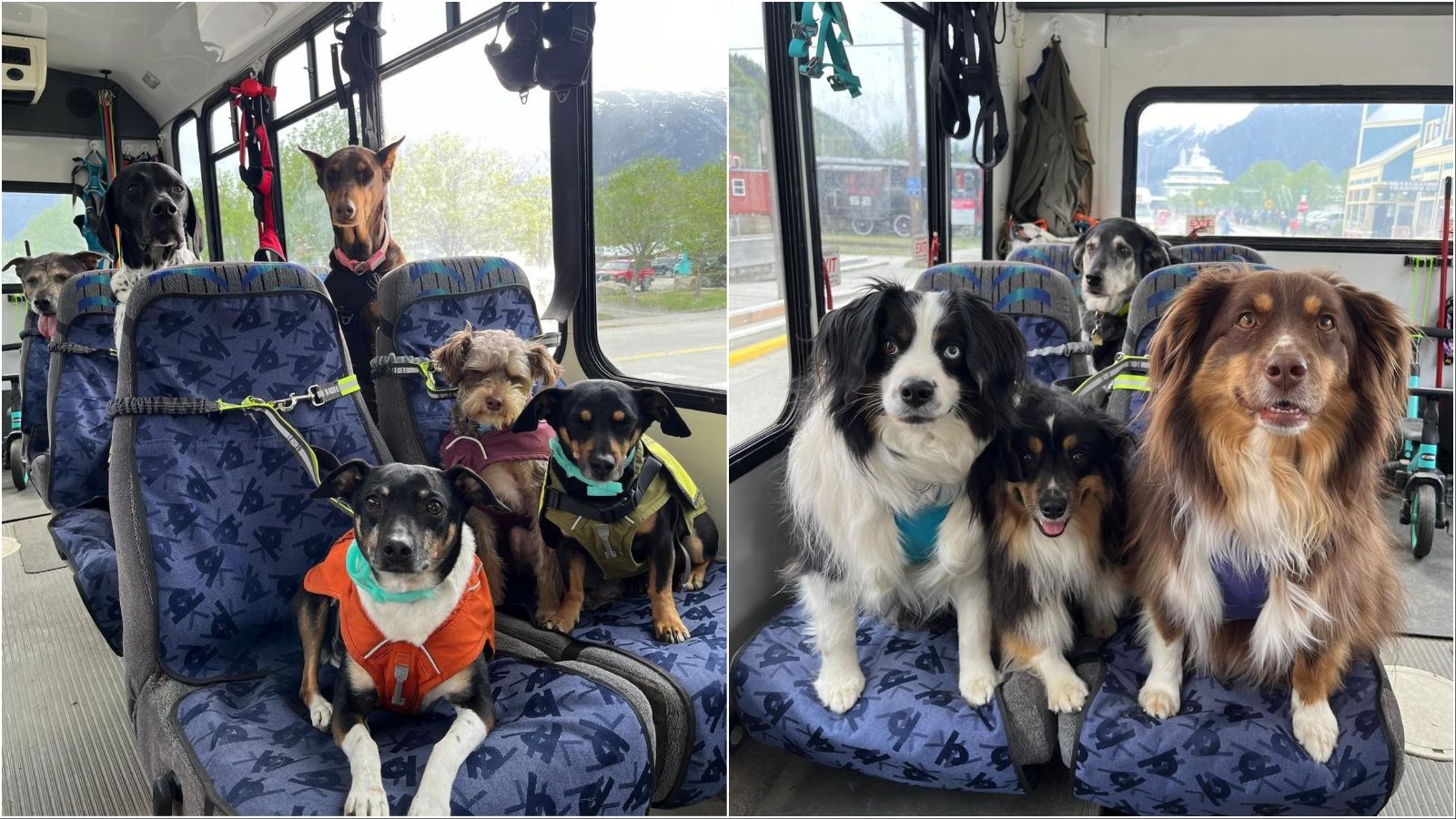 Journal Pets: Autobus koji dolazi po pse i vozi ih na trening i u šetnju