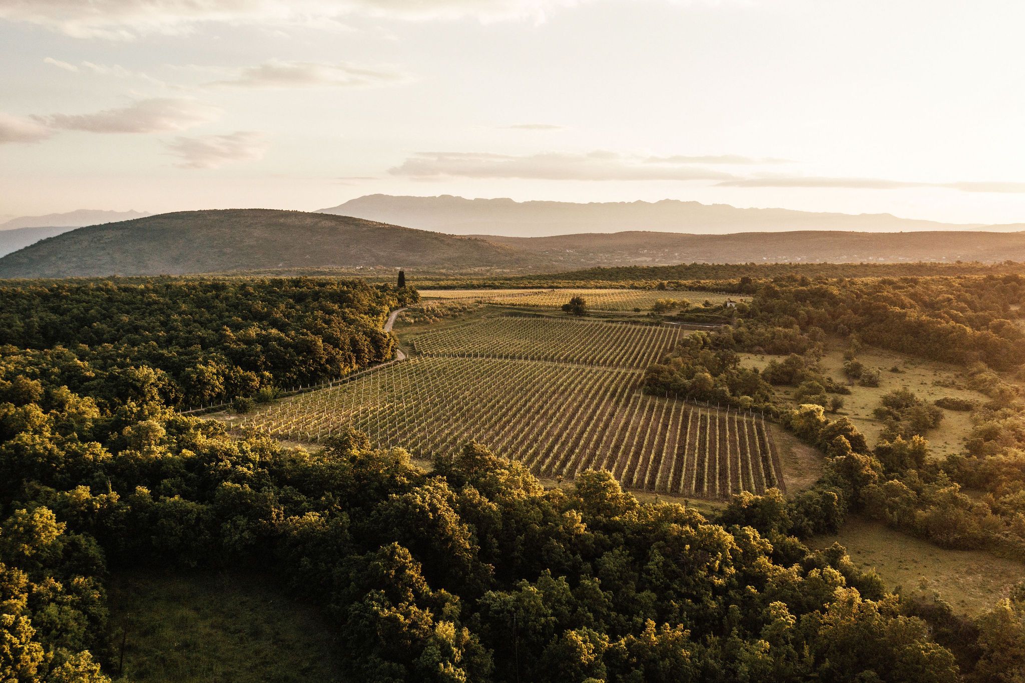 Domano pjenušavo vino