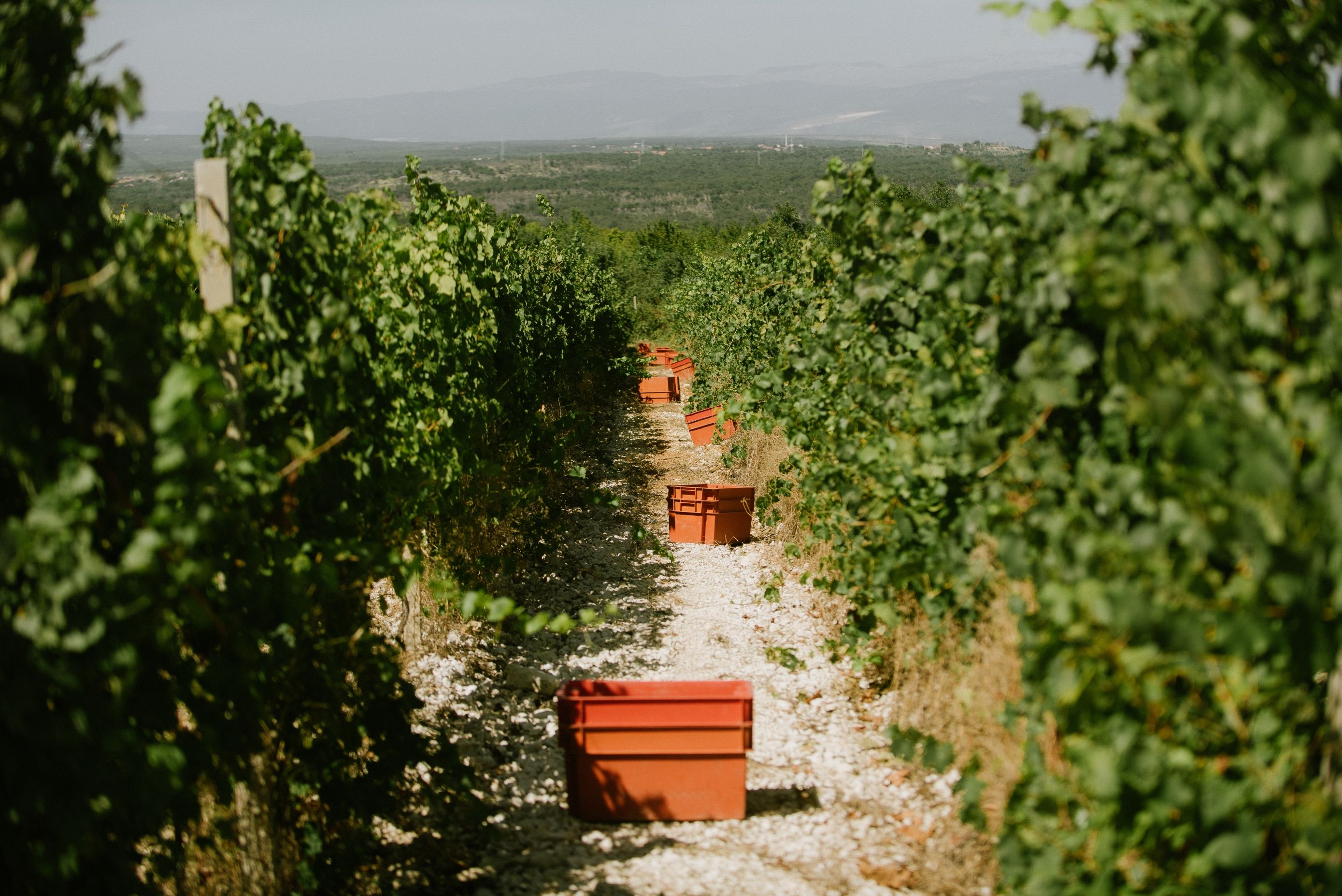 Domano pjenušavo vino