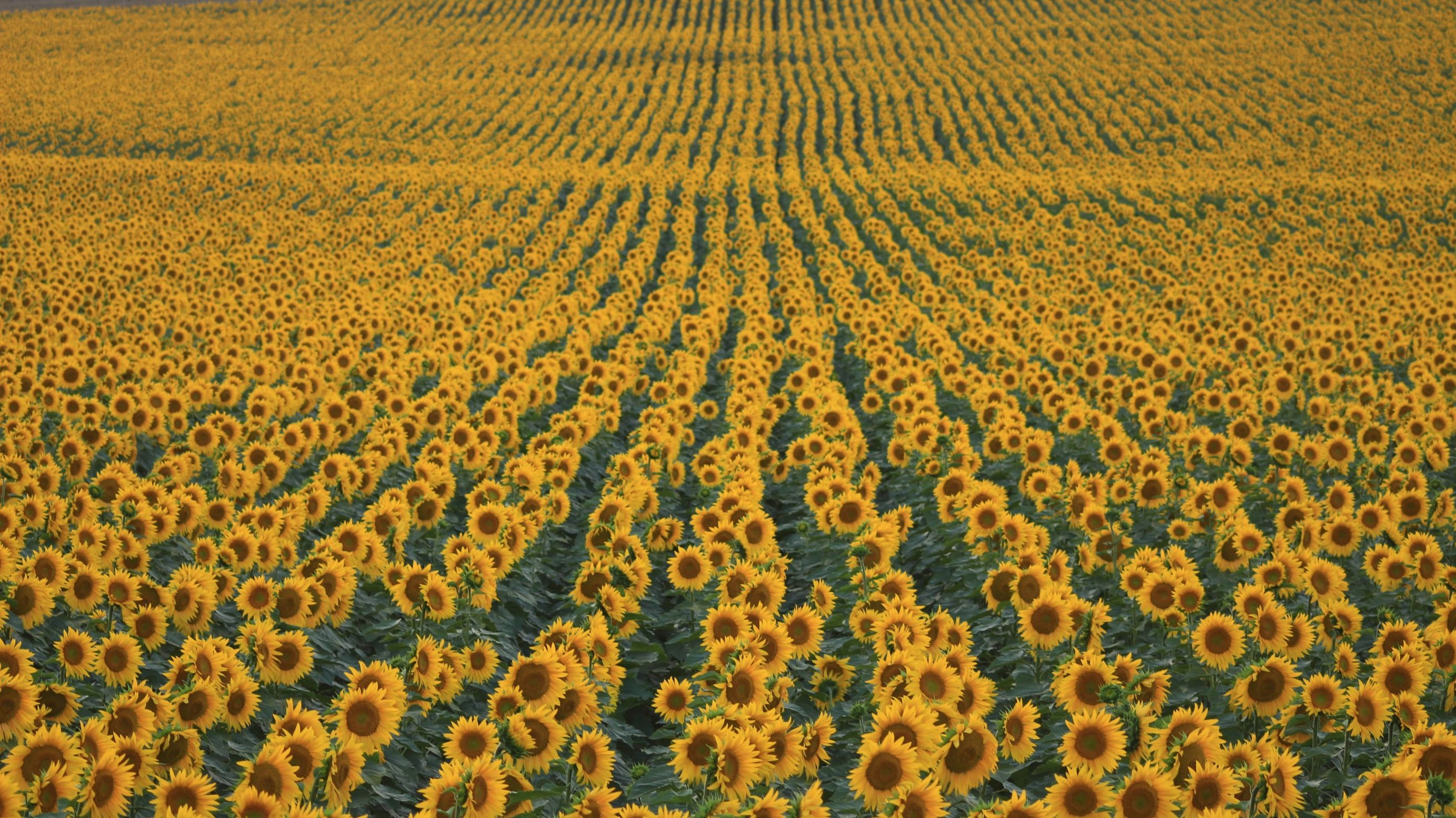 Znamo gdje u Hrvatskoj pronaći ova zlatna polja suncokreta u kojima nastaju prekrasne fotografije