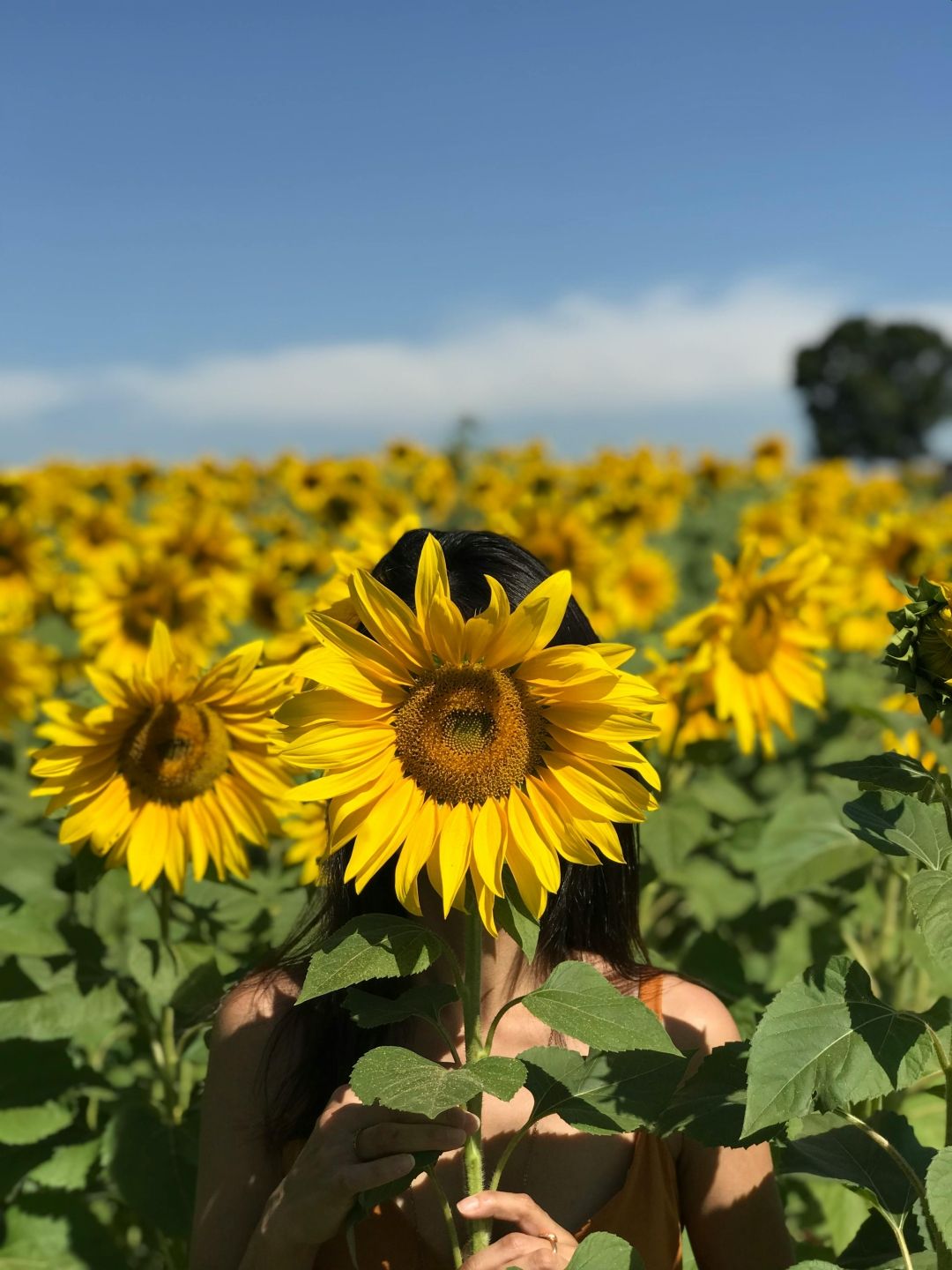 Znamo gdje u Hrvatskoj pronaći ova zlatna polja suncokreta u kojima nastaju prekrasne fotografije