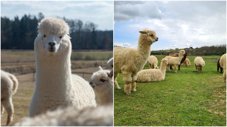 Farma Mali raj Slovenija alpake