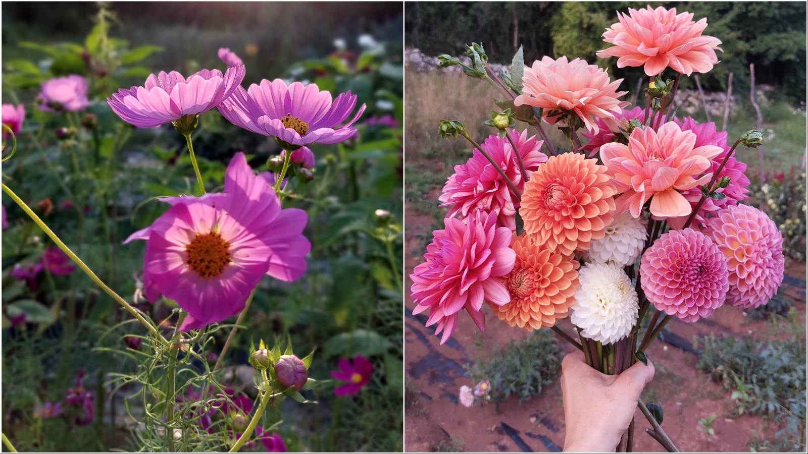 Živjeli su kućici uz norveški fjord, a sada imaju farmu cvijeća u Istri – upoznajte Helmi Florals