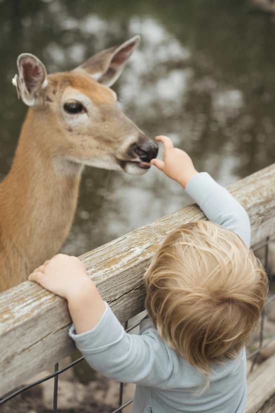 Slovenski Mini Zoo Land: najljepši izlet na koji ove jeseni možete odvesti djecu