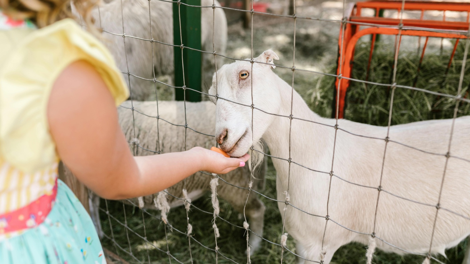 Slovenski Mini Zoo Land: najljepši izlet na koji ove jeseni možete odvesti djecu