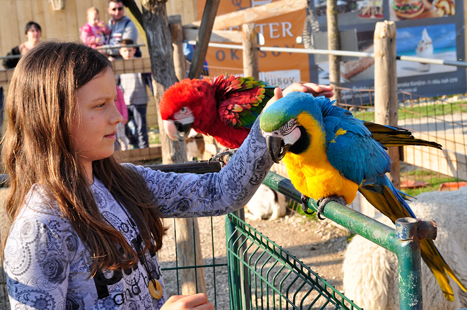 Mini Zoo Land