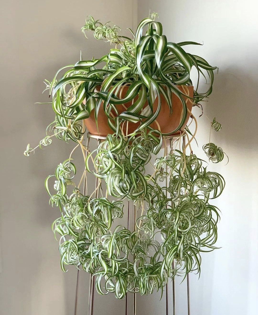 Spider plant je biljka koja čisti zrak i izgleda odlično u interijerima