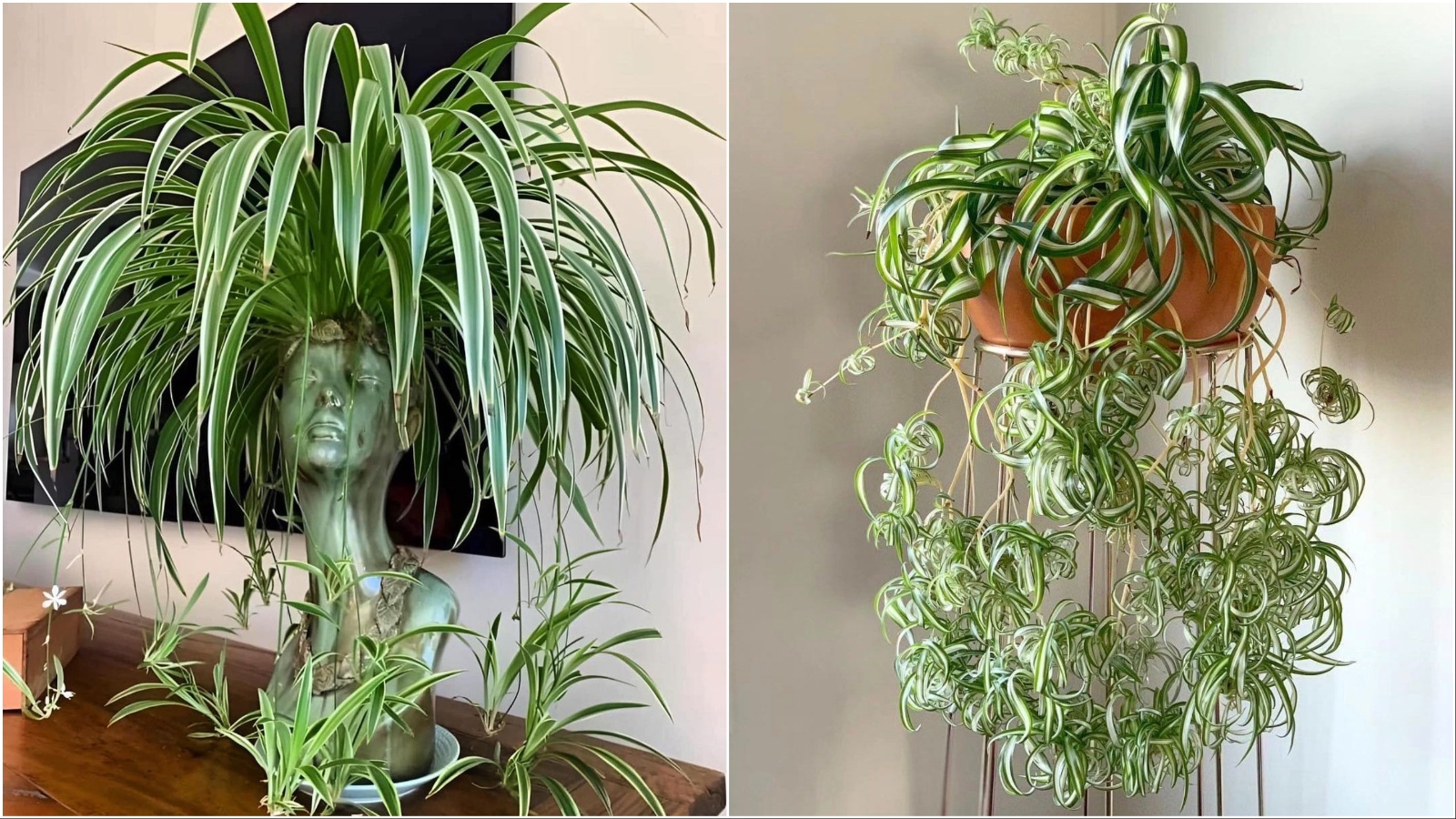 Spider plant je biljka koja čisti zrak i izgleda odlično u interijerima