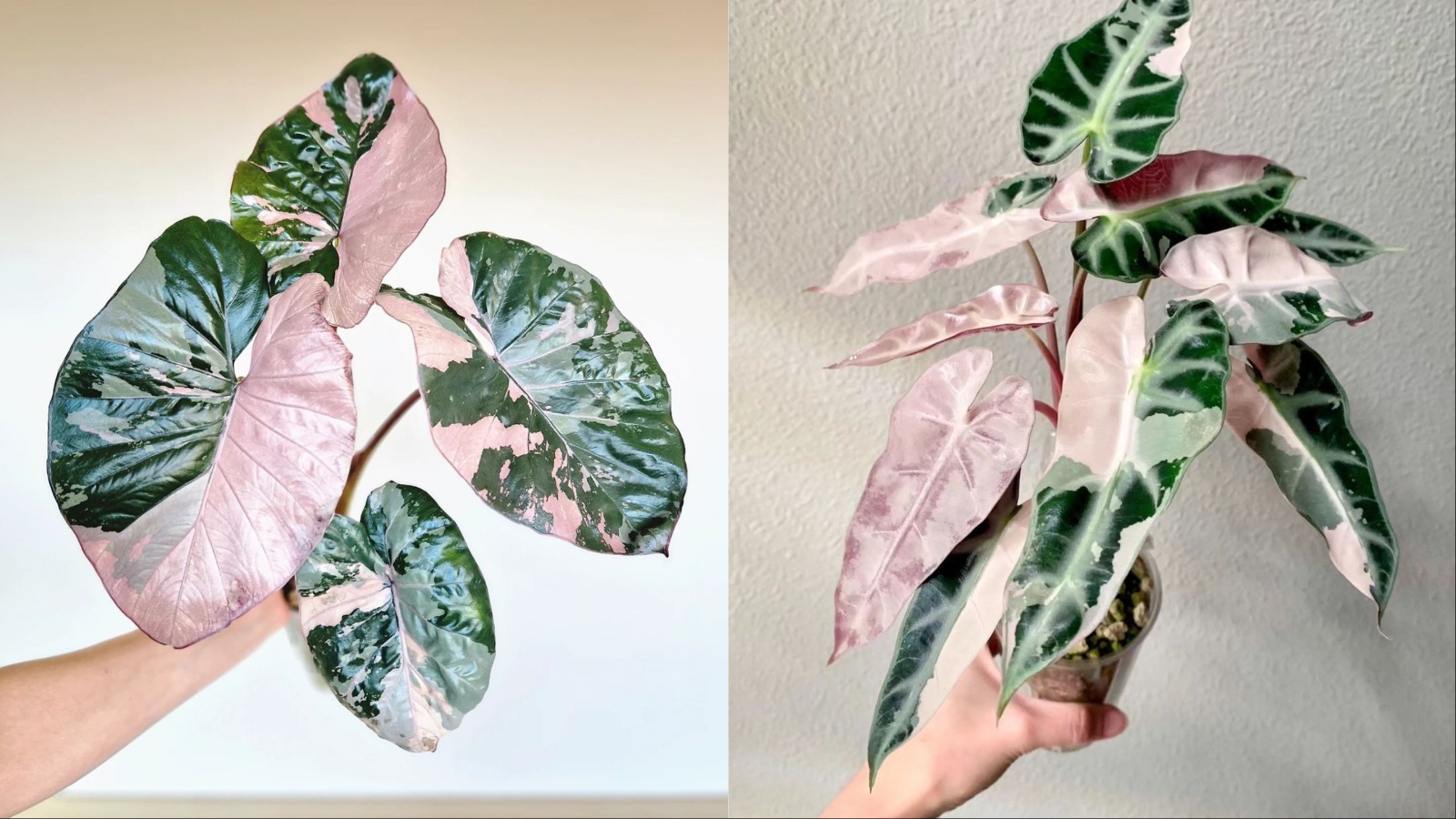 Alocasia Pink Chantrieri je egzotična i vrlo atraktivna biljka. Evo kako se o njoj brinuti