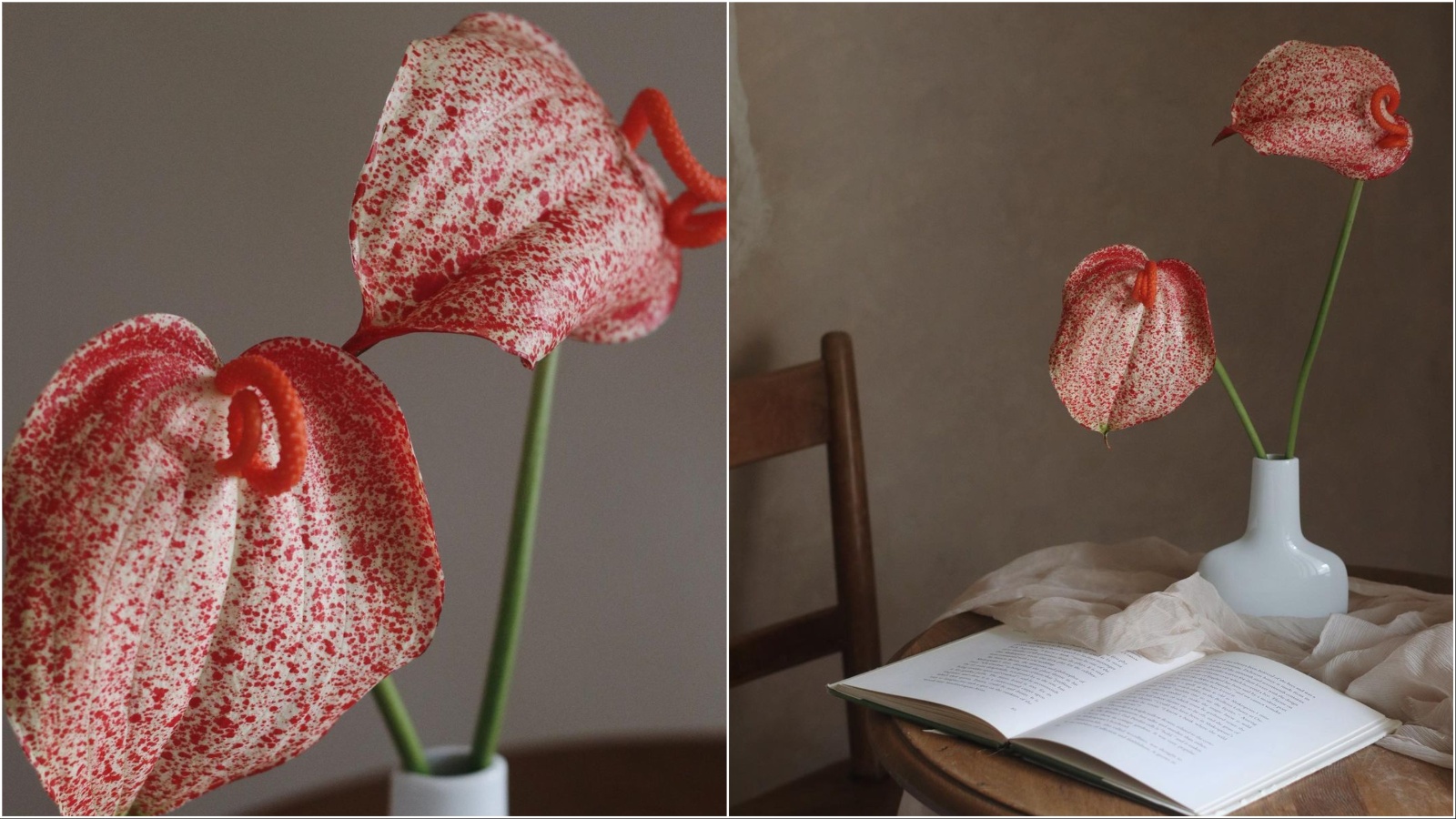 Pig-tail anthurium novi je hit u blagdanskim vazama