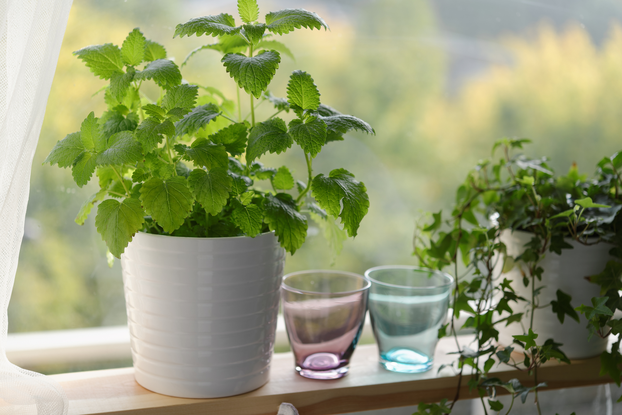 Lemon Balm_iStock