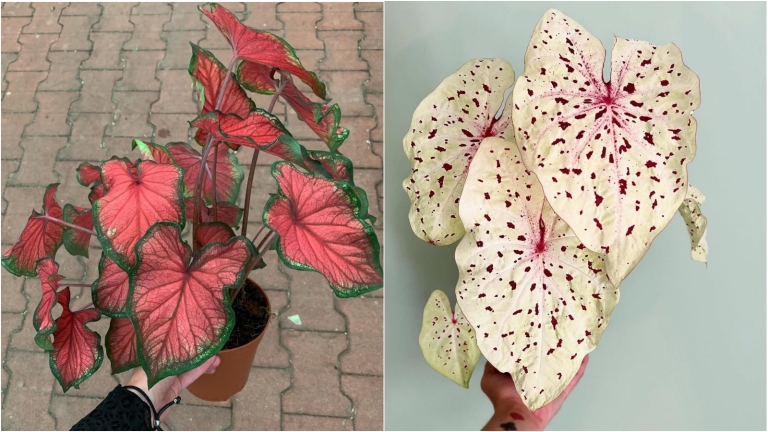 miss muffet-caladium-naslovna