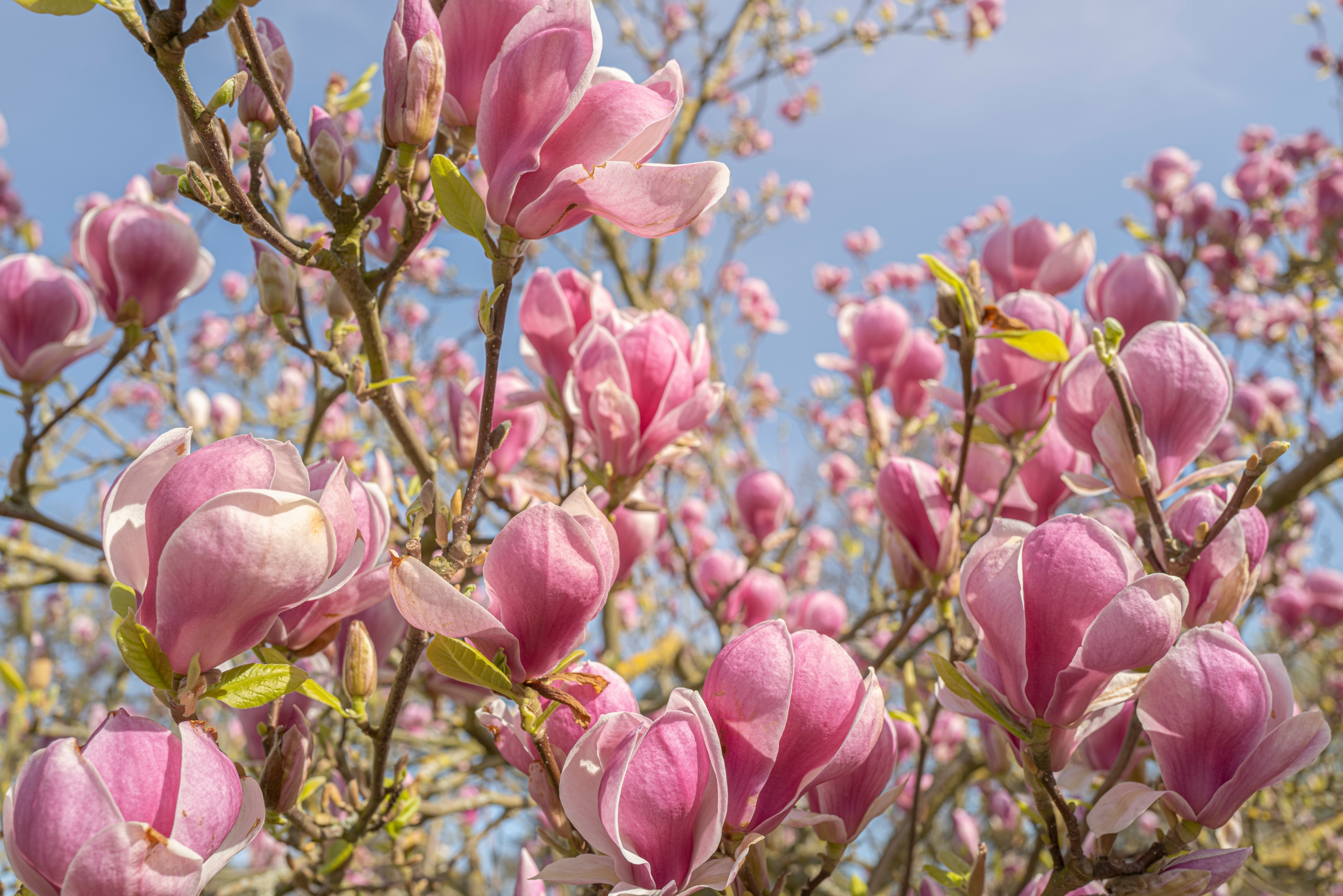 Procvjetale su zagrebačke magnolije: Prizor s Tomislavca koji volimo